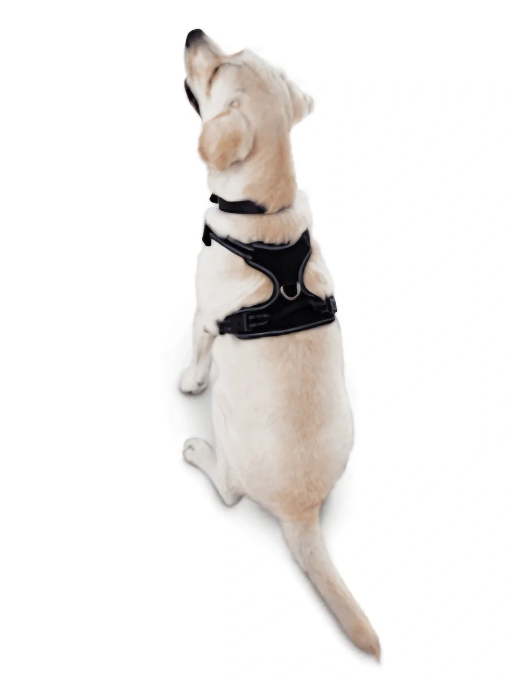 EveryYay Front Walking Reflective Dog Harness, Black, X-Large/XX-Large